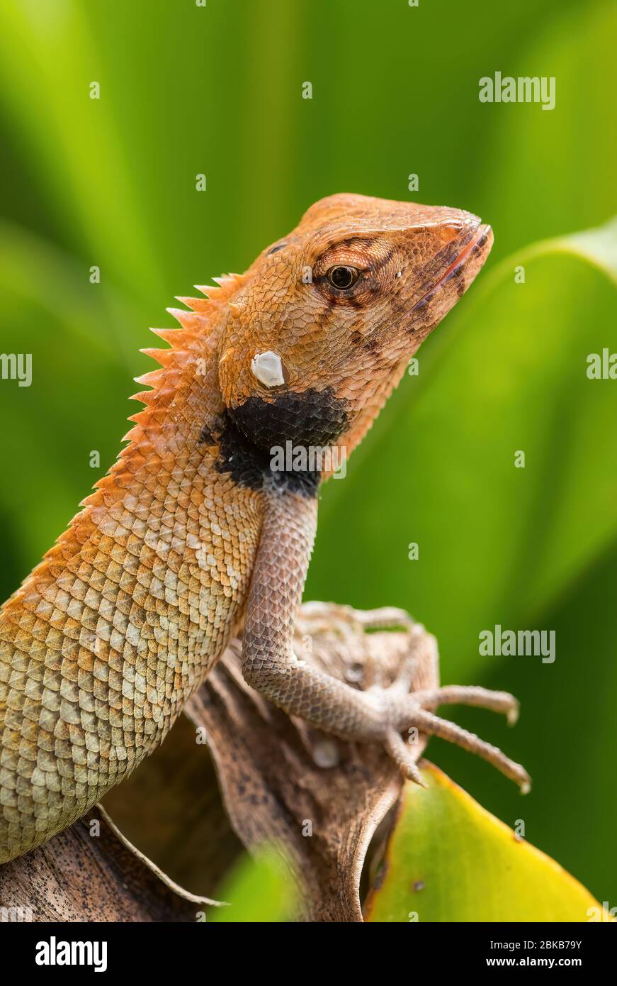Oriental Garden Lizard - Calotes versicolor, colorful changeable lizard from Asian forests and bushes, Pangkor Island, Malaysia. Stock Photo