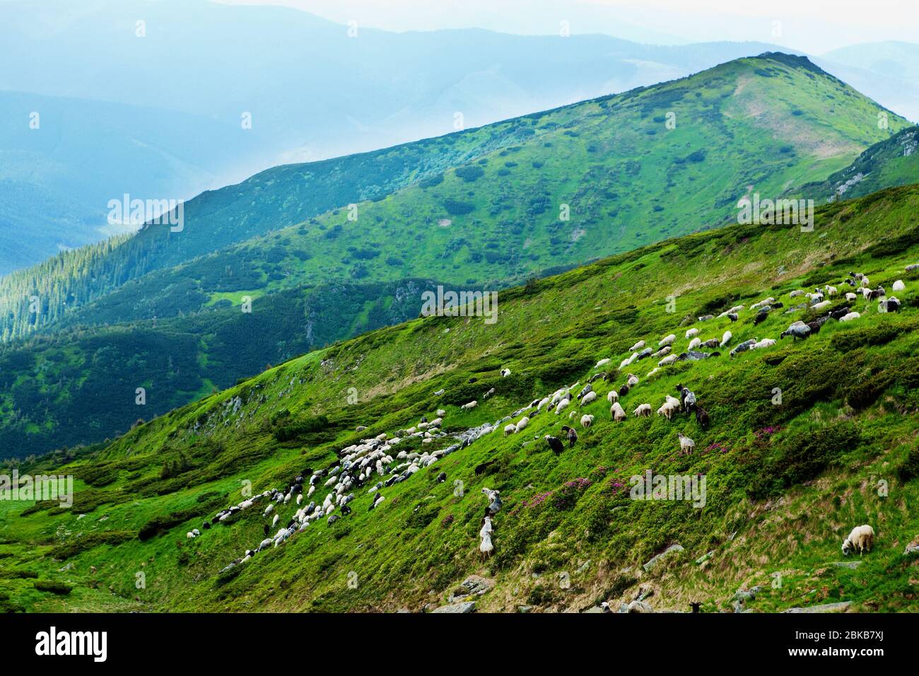 Sheep on the slopes of the Carpathian Mountains Stock Photo - Alamy