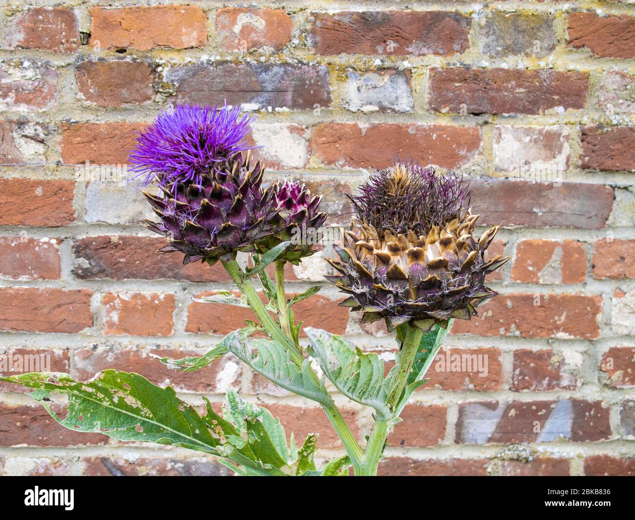 Three thistle flowers against a red brick wall in an Oxfordshire garden Stock Photo