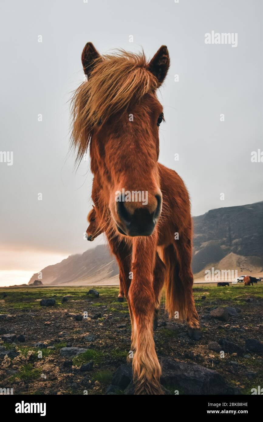Icelandic horses. South Iceland. Travel around the island. Stock Photo