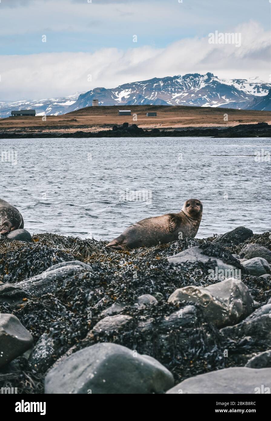 Wildlife in Iceland. Travel West Coast.  Stock Photo
