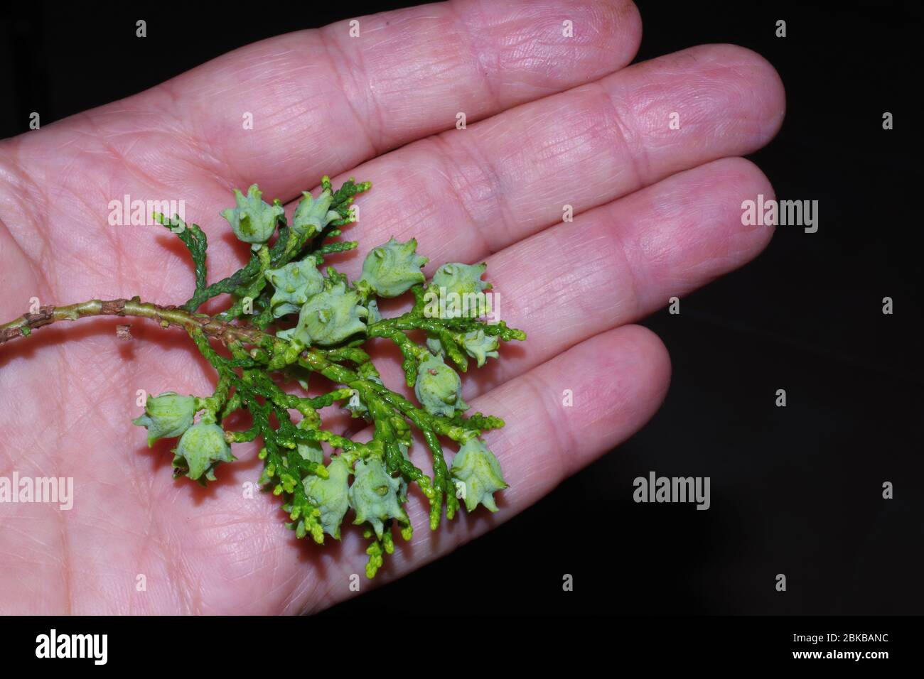 Cupressus macrocarpa (also knowed Cypress Monterey or Goldcrest) close-up on my hand Stock Photo