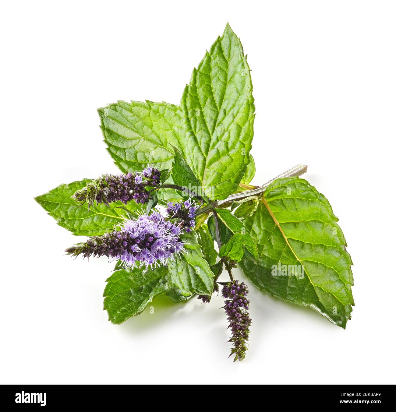 fresh blooming mint flower isolated on white background Stock Photo Alamy