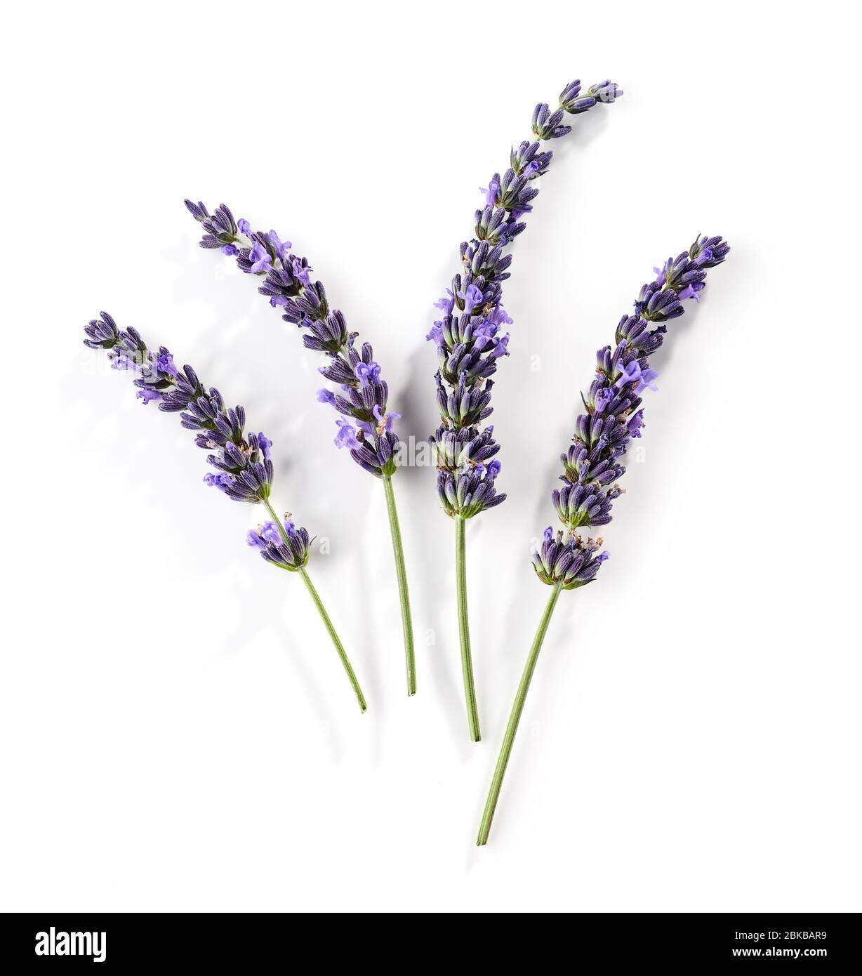 blooming lavender flower isolated on white background, top view Stock Photo  - Alamy