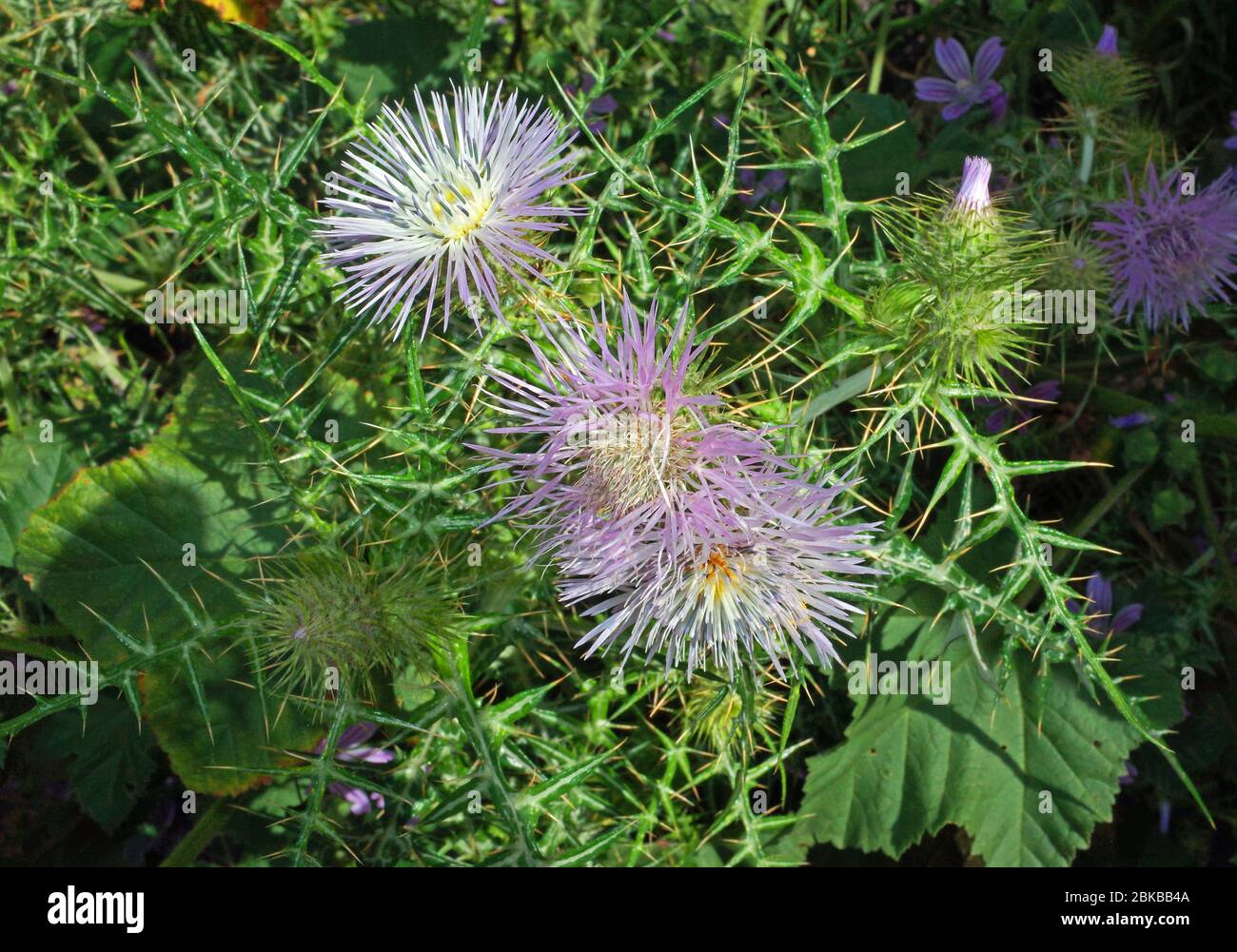 Wild thistle (Galactites tomentosa) flowering close-up Stock Photo