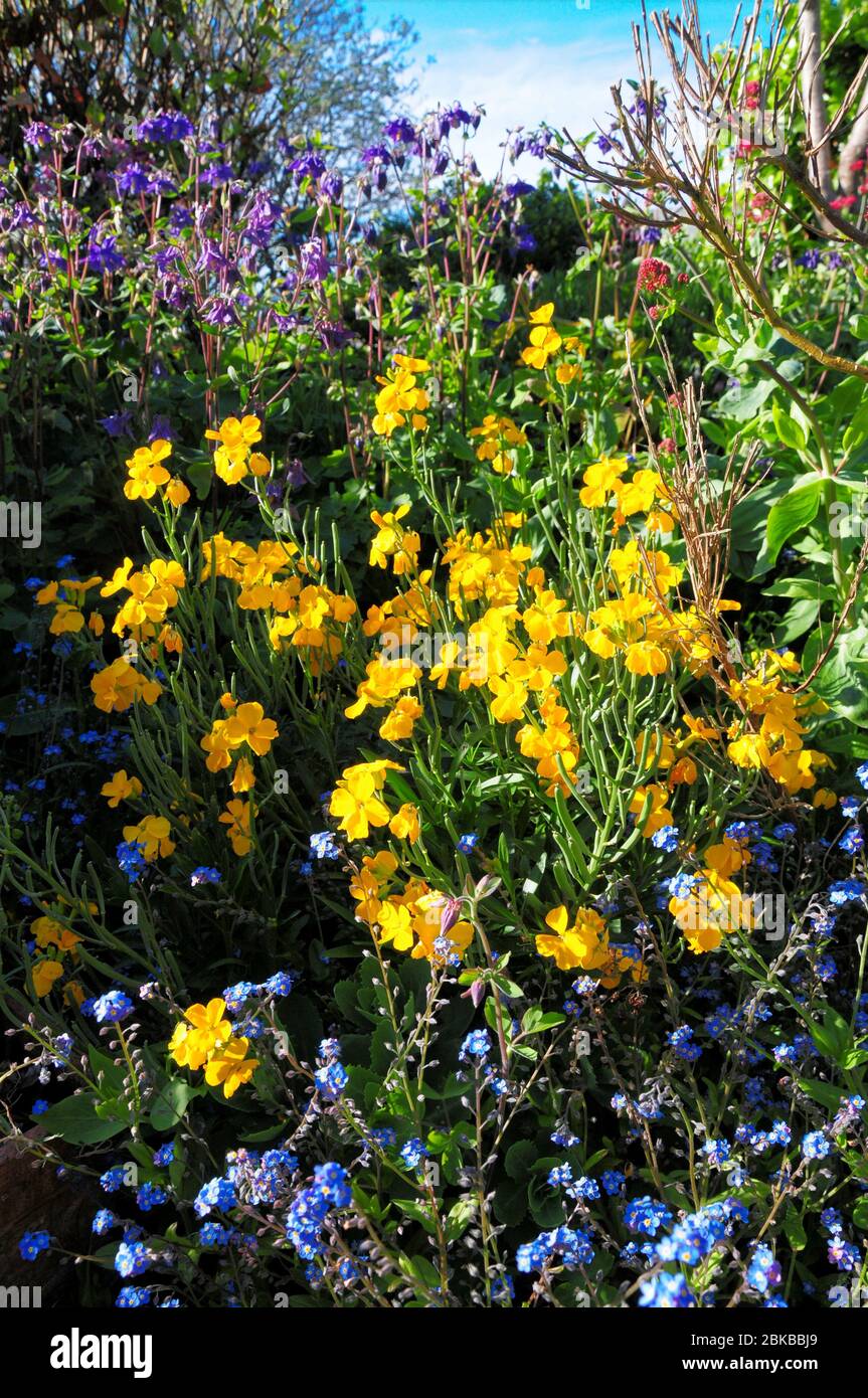 Columbine silhouette hires stock photography and images Alamy