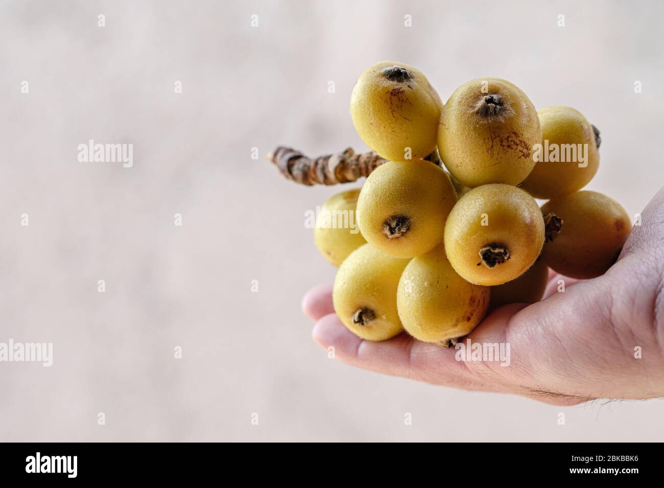 Tasty seasonal loquats ripe fruit,man grab fruits,healthy spring food background Stock Photo