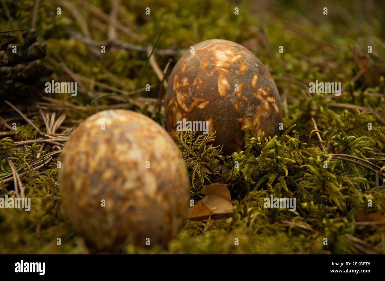 Easter painted brown eggs with mottled on moss, food Stock Photo Alamy