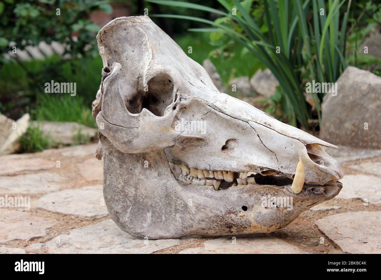 Complete skull of a domestic pig Stock Photo