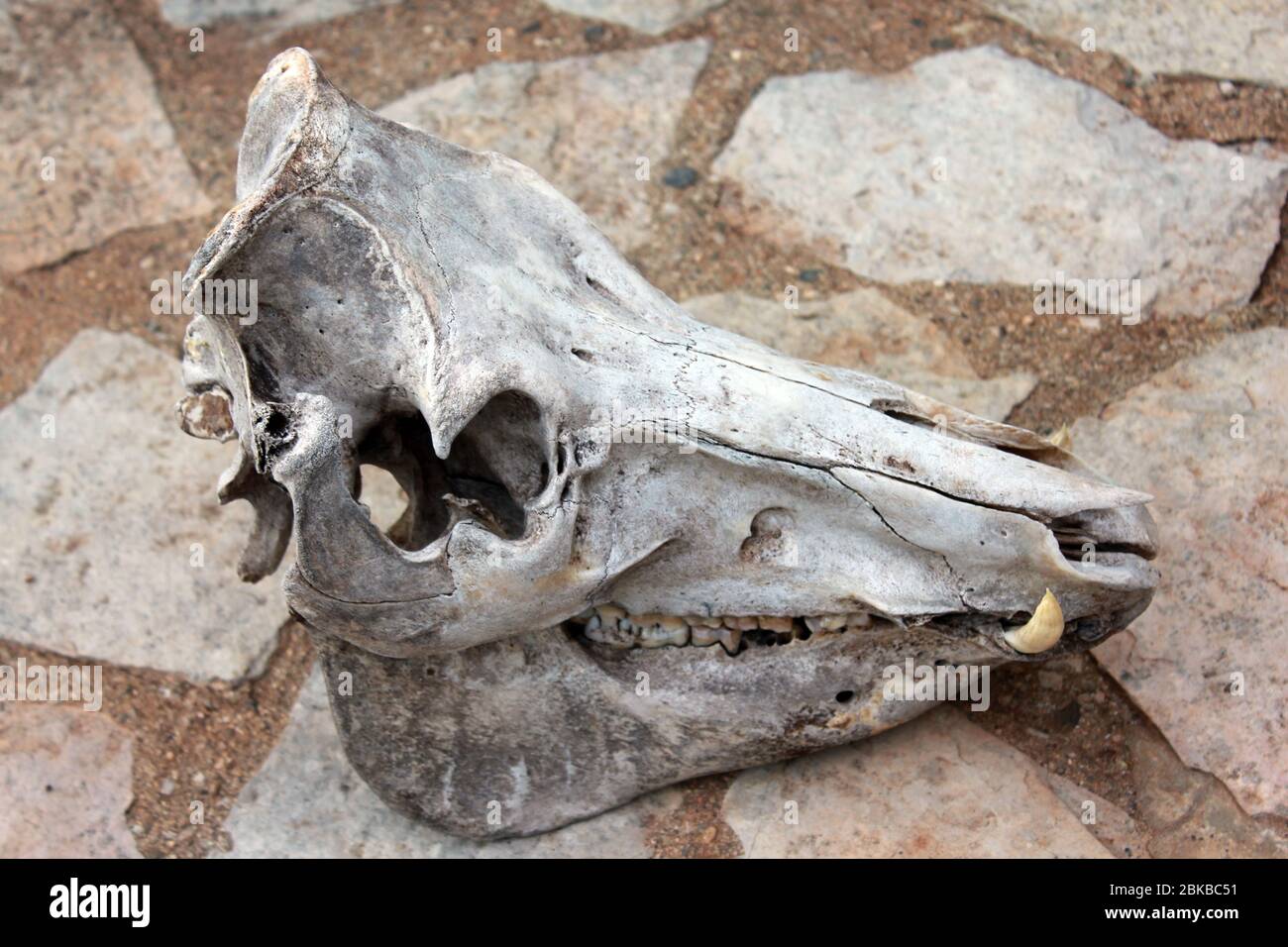 Complete skull of a domestic pig Stock Photo