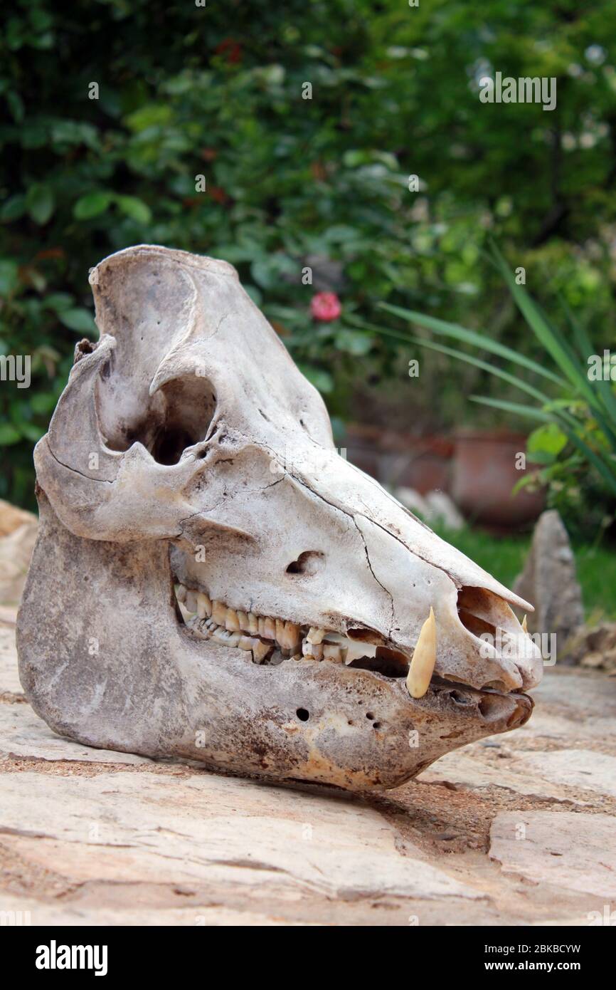 Complete skull of a domestic pig, with jawbone Stock Photo