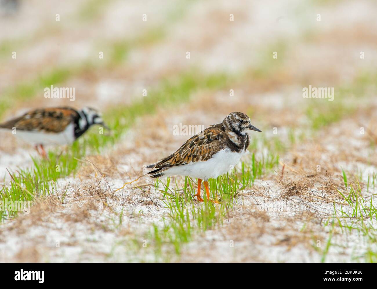 Turnstones foraging in a field, Balranald Nature Reserve, North Uist, Scotland. Stock Photo