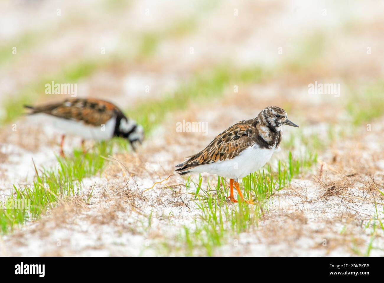 Turnstones foraging in a field, Balranald Nature Reserve, North Uist, Scotland. Stock Photo