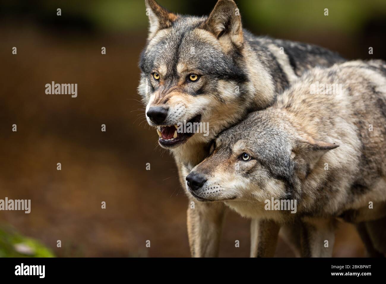 Grey wolf in the forest Stock Photo - Alamy
