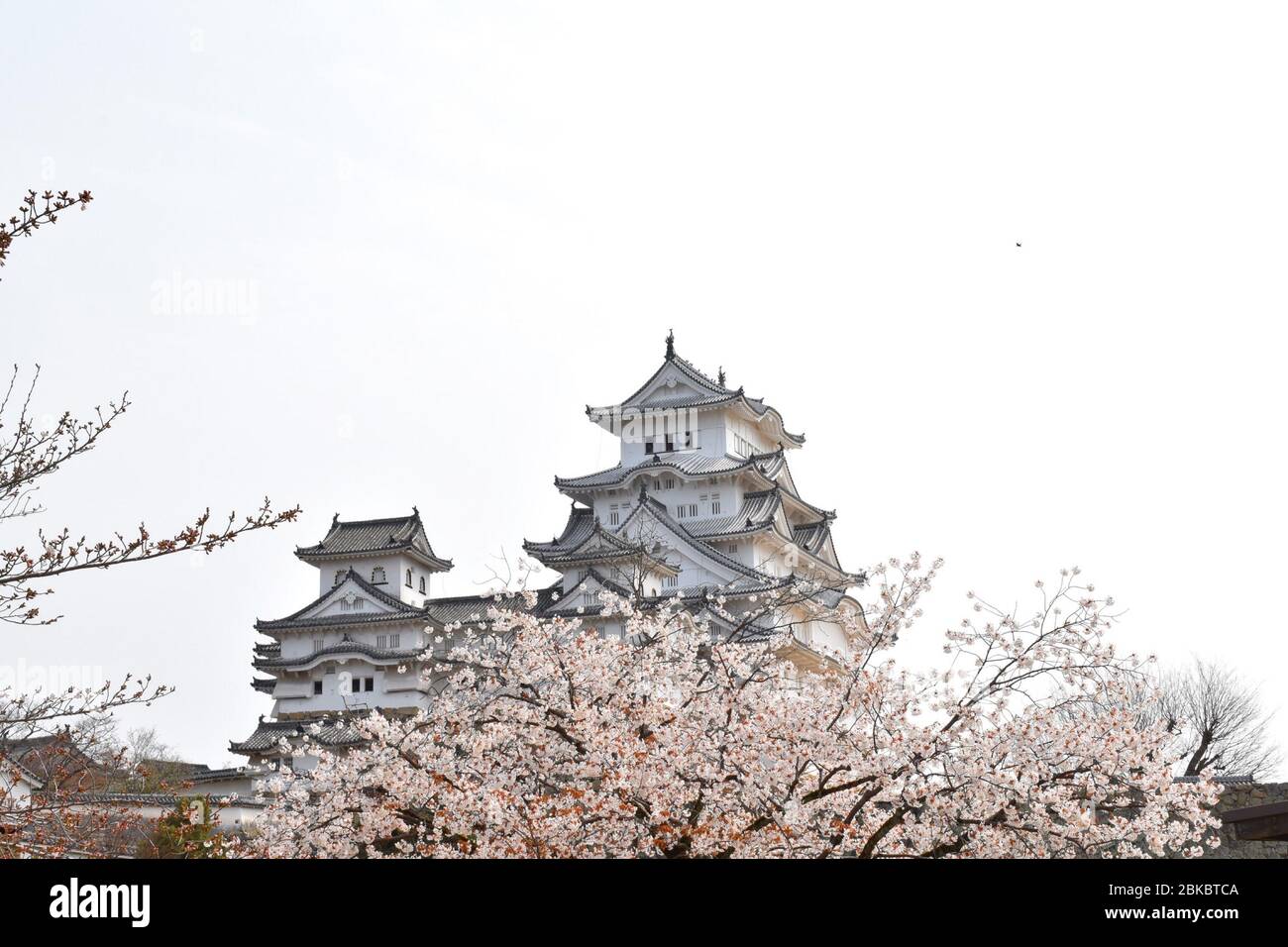 Sakura front of Himejijo castle, one of the few original castles