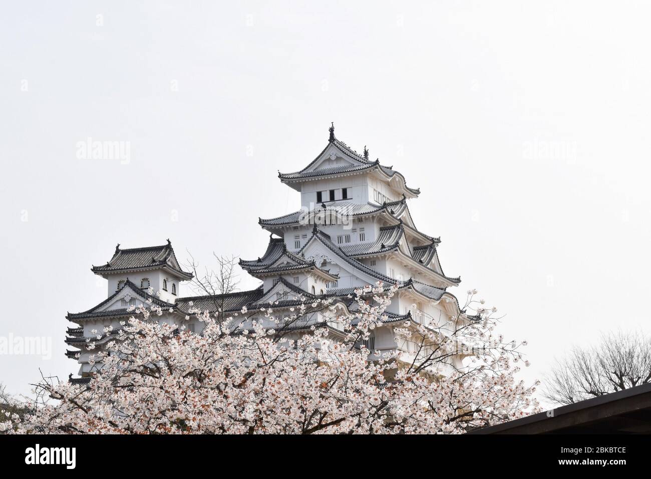 Sakura front of Himejijo castle, one of the few original castles