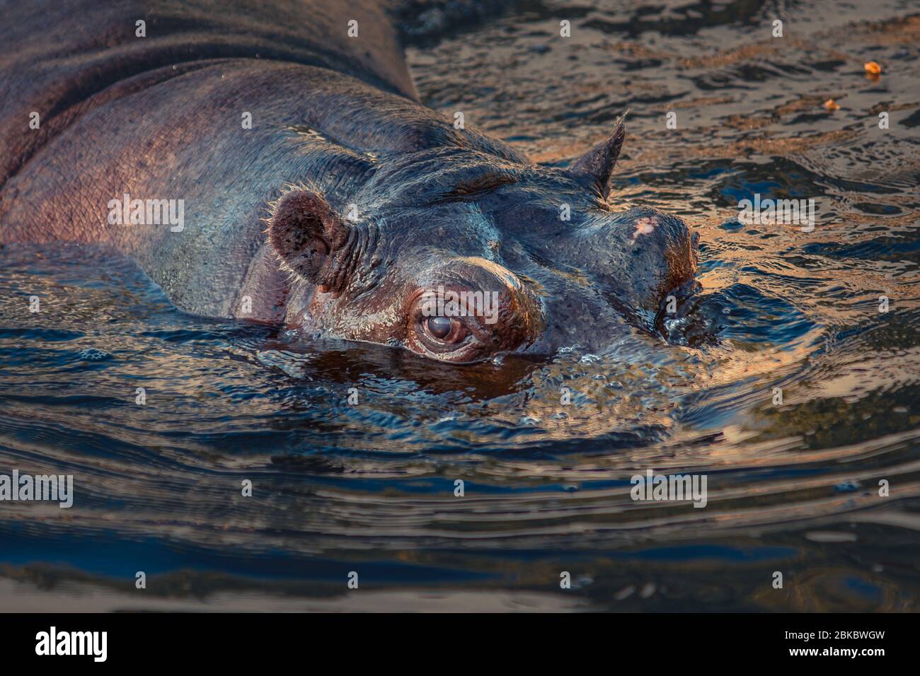 Portrait of the hippopotamus animal submerged in the water. Stock Photo