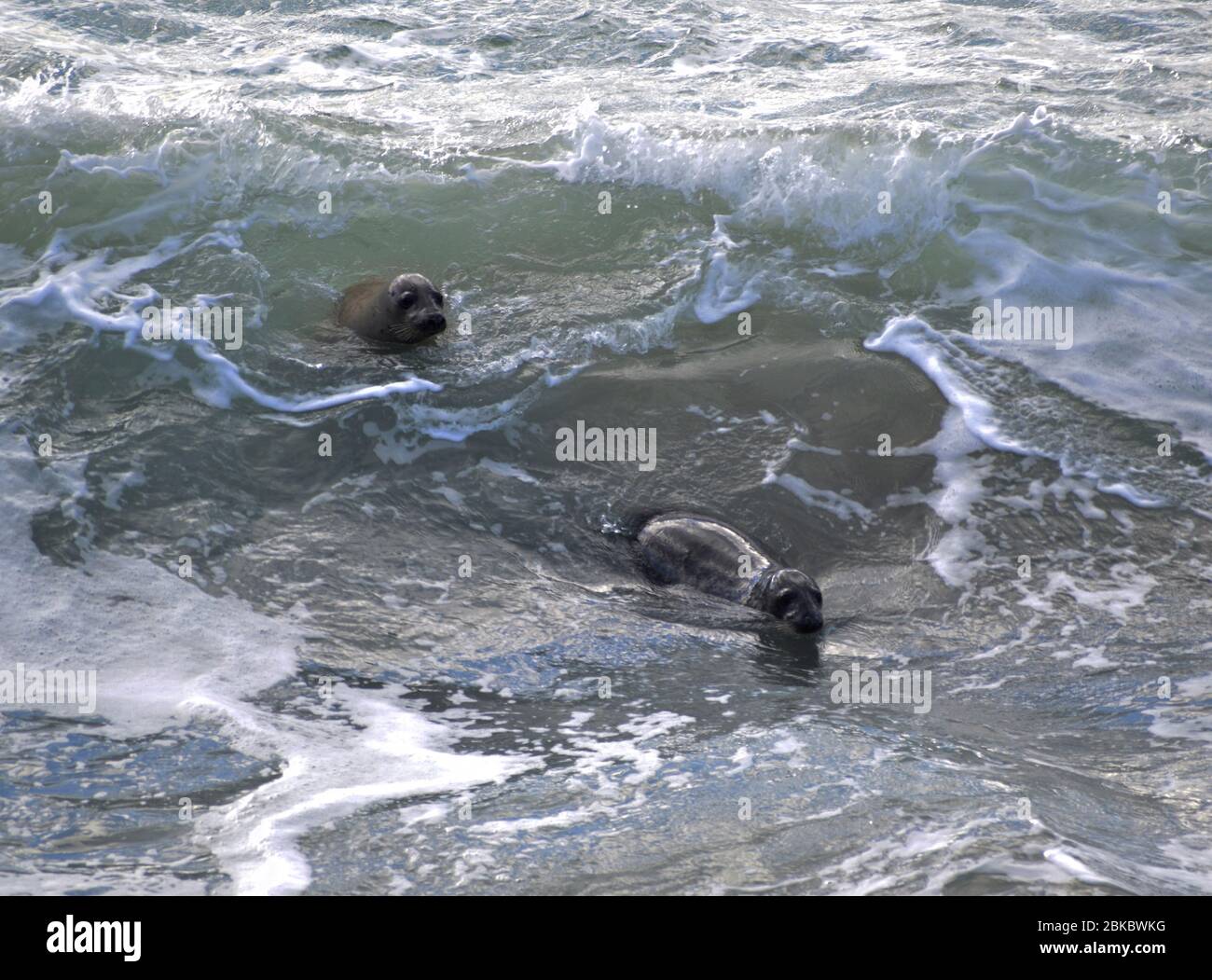 Two grey seals swimming in the sea - Cornwall Stock Photo