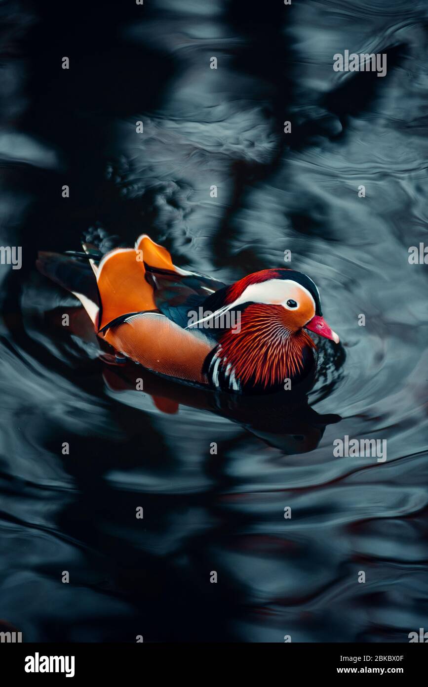 Colorful, vibrant Mandarin Duck in the water during autumn season ...