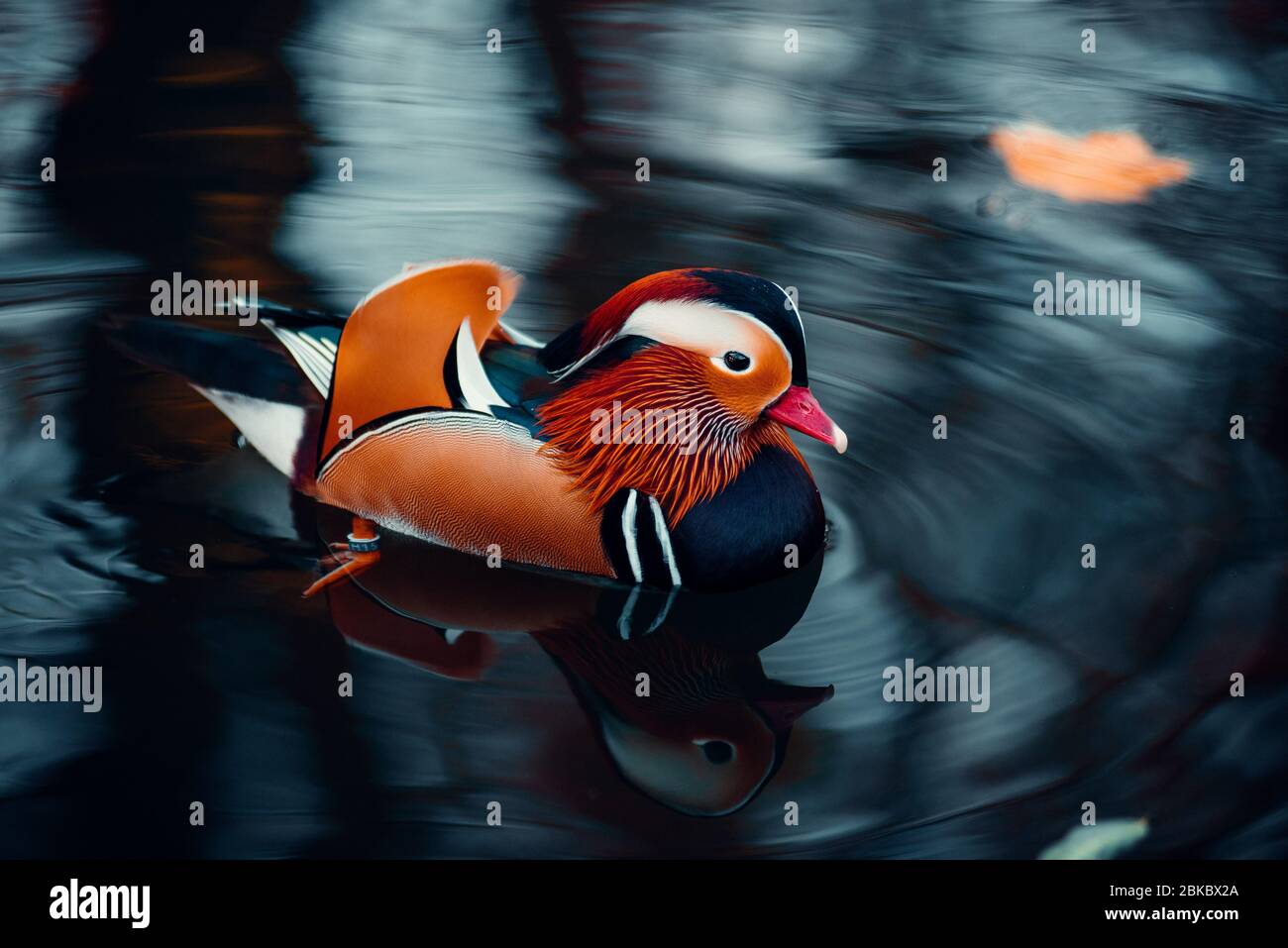 Colorful, vibrant Mandarin Duck in the water during autumn season ...