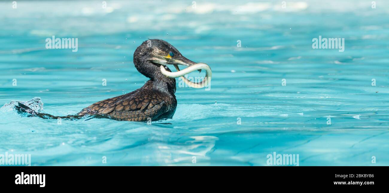Cormorant hunt an eel during a show Stock Photo Alamy