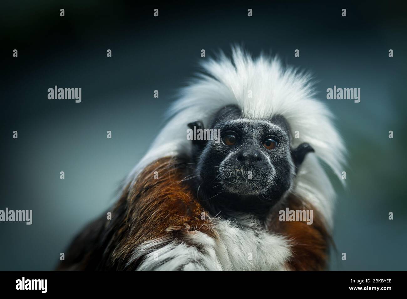 Portrait of a punk monkey Stock Photo