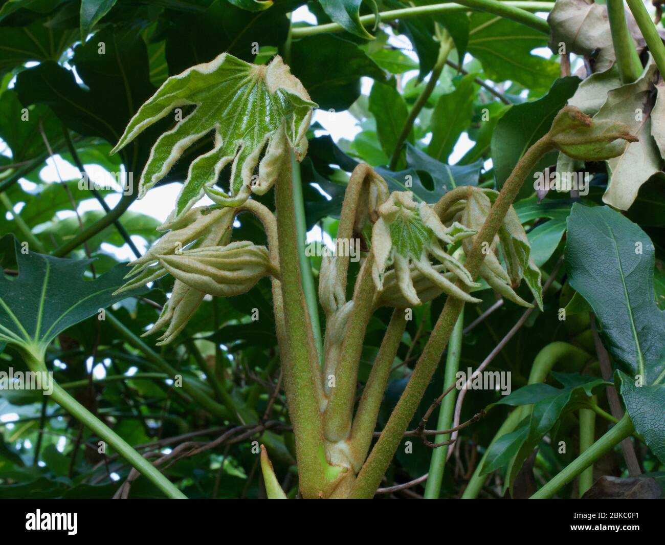 New fatsia leaves - interesting hand-like shapes growing on plant in spring Stock Photo