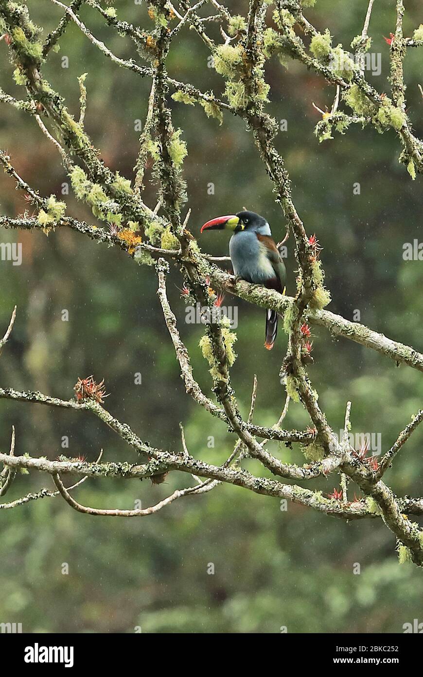 Grey-breasted Mountain-toucan (Andigena hypoglauca lateralis) adult perched in tree in the rain  Atuen River, Leymebamba, Peru                 March Stock Photo