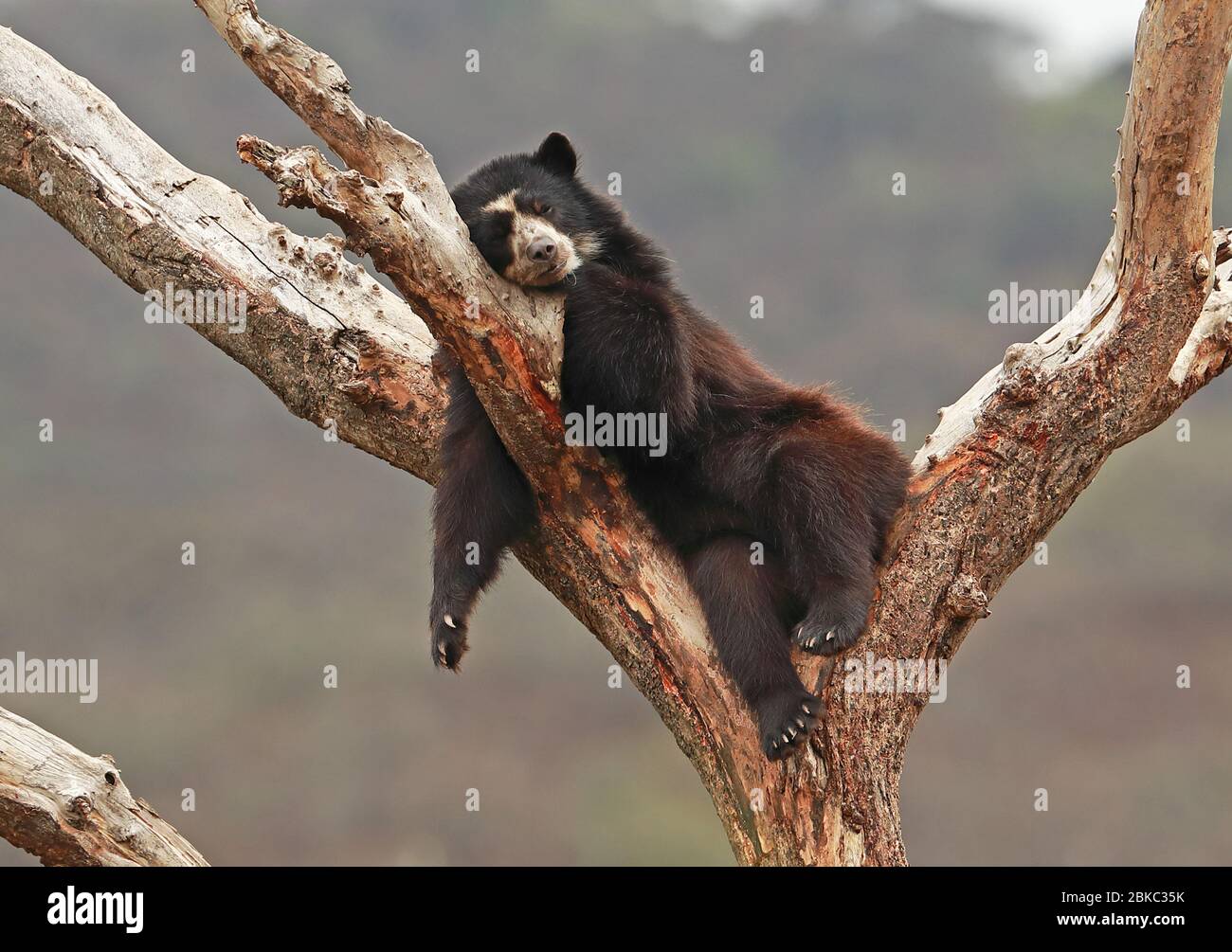 Spectacled Bear (Tremarctos ornatus) adult asleep in tree at rehabilitation centre  Chaparri, Peru                      February Stock Photo