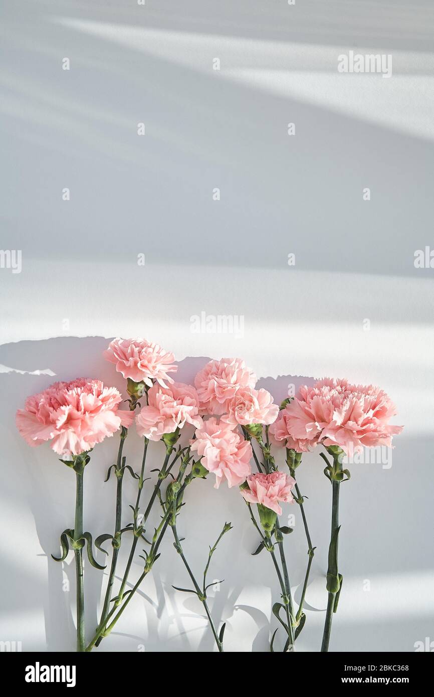 top view of pink carnations on white background with sunlight and ...