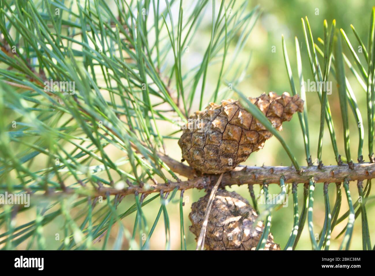 closeup young pine cones hanging on a branch of pine tree in springtime ...