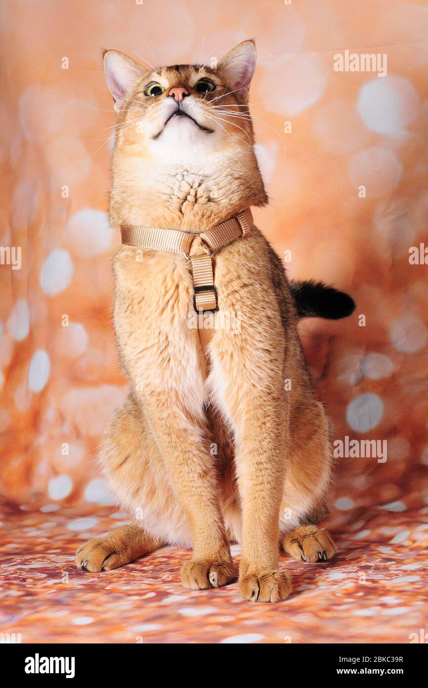 Chausie kitten hi-res stock photography and images - Alamy