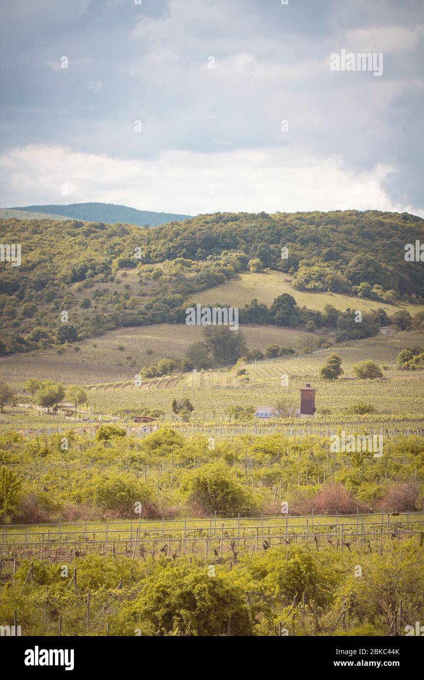 romantic spring vineyard countryside in Pezinok Stock Photo