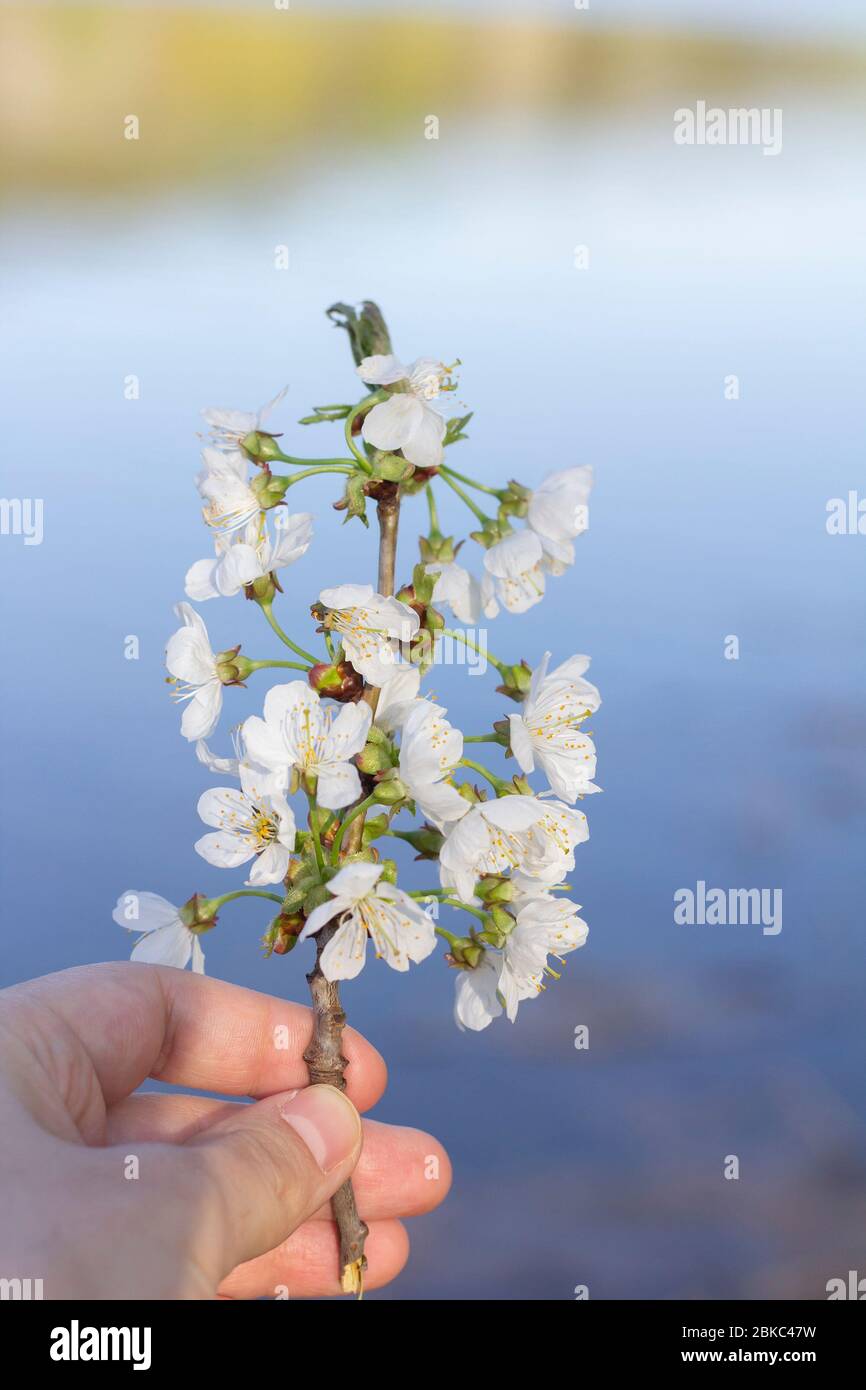 man hand holding up blossom cherry branch Stock Photo