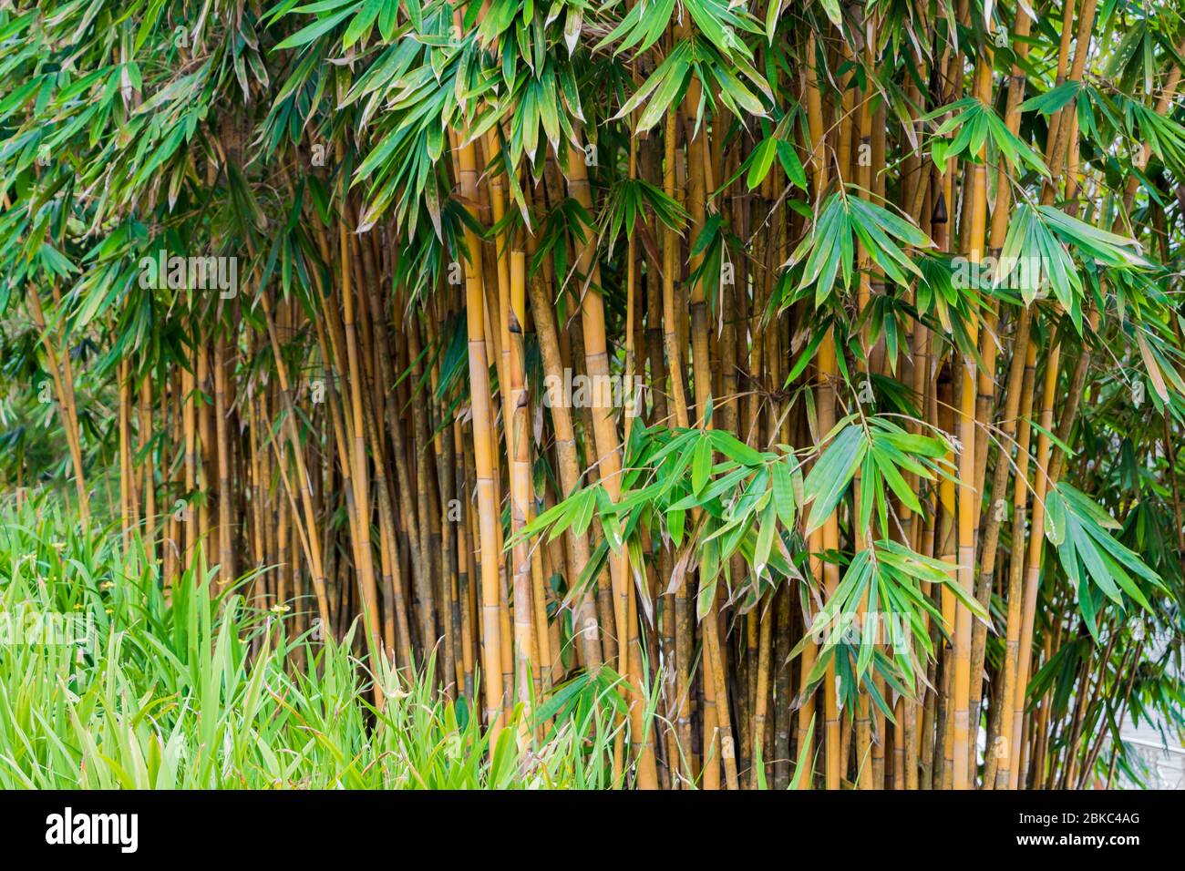 Green and yellow bamboo plants in the Bamboo Playhouse in the Perdana