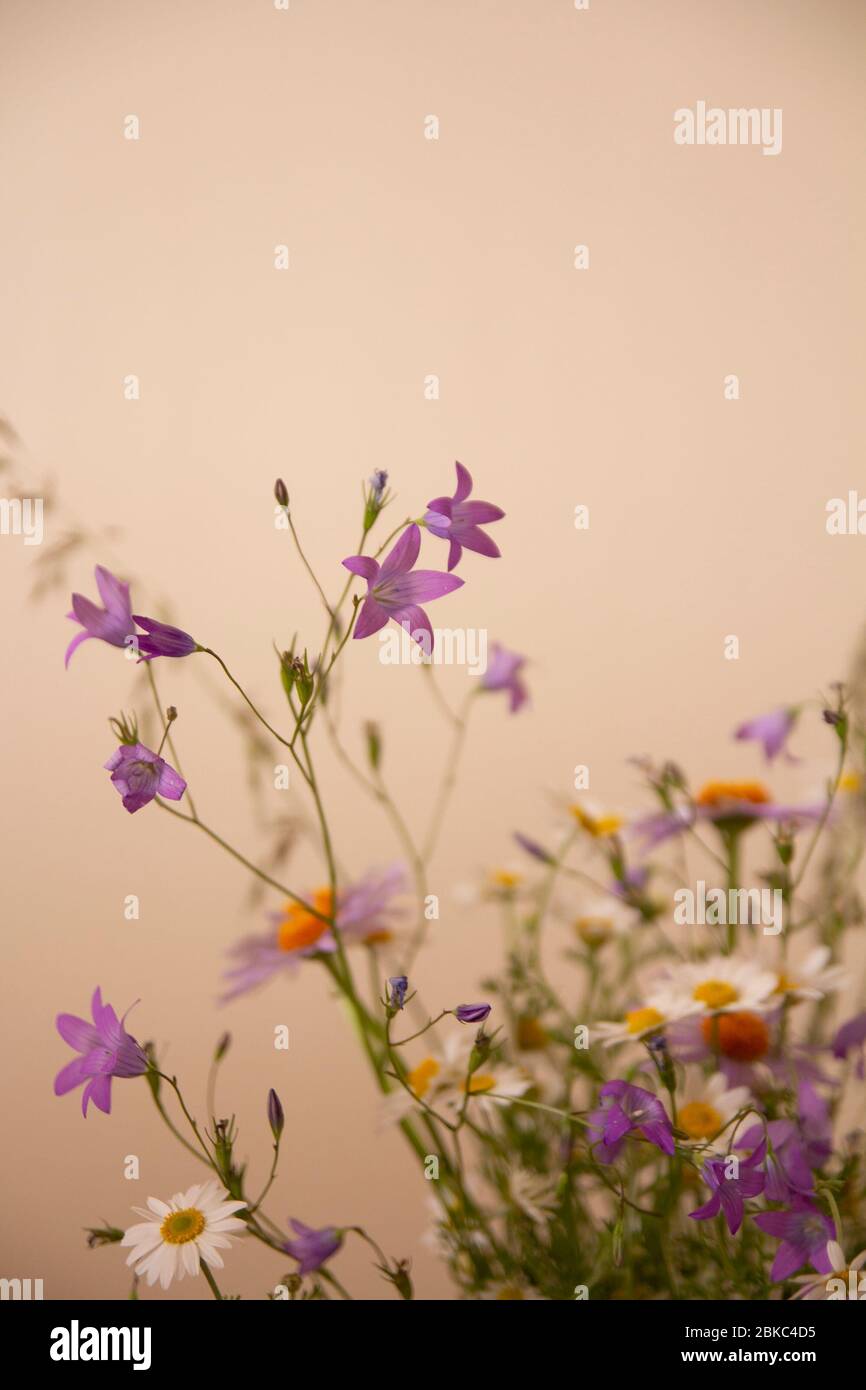 Meadow flower bouquet hi-res stock photography and images - Alamy