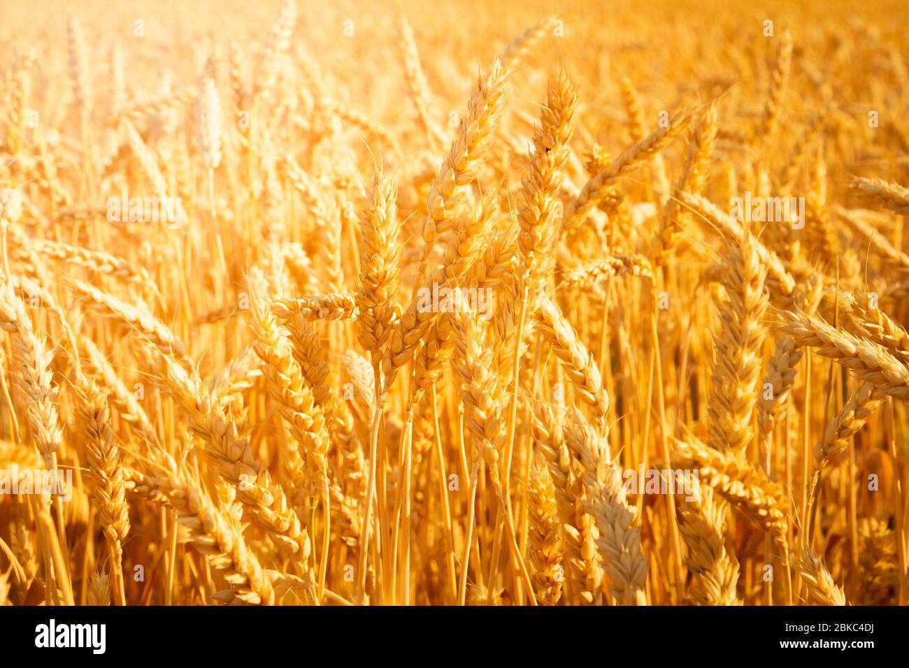 closeup of ripe wheat ears on wheat field Stock Photo