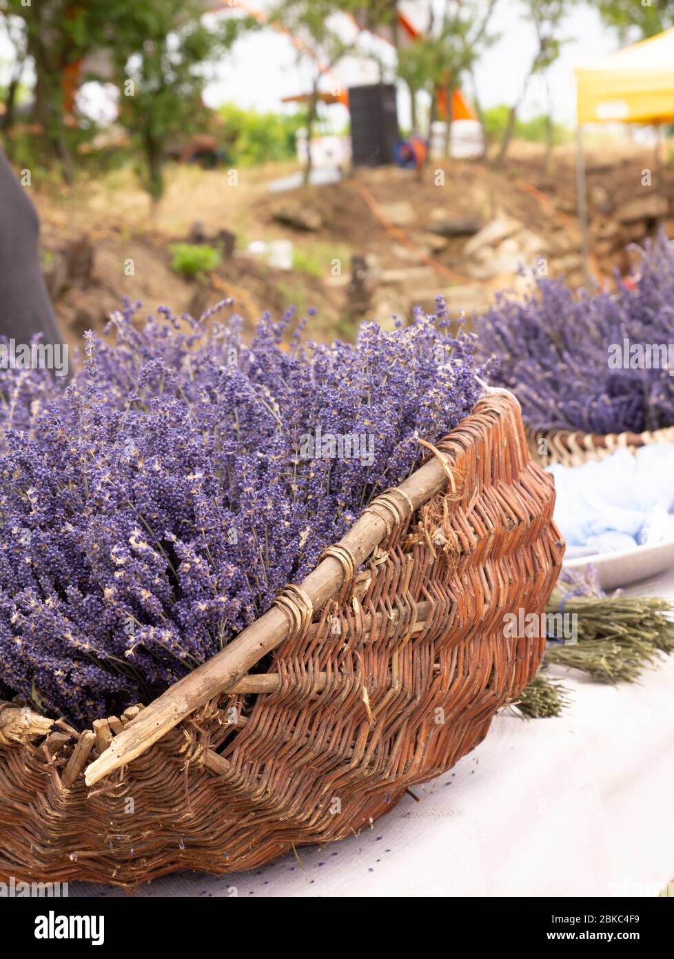 Lavender flowers in the wicker basket Stock Photo