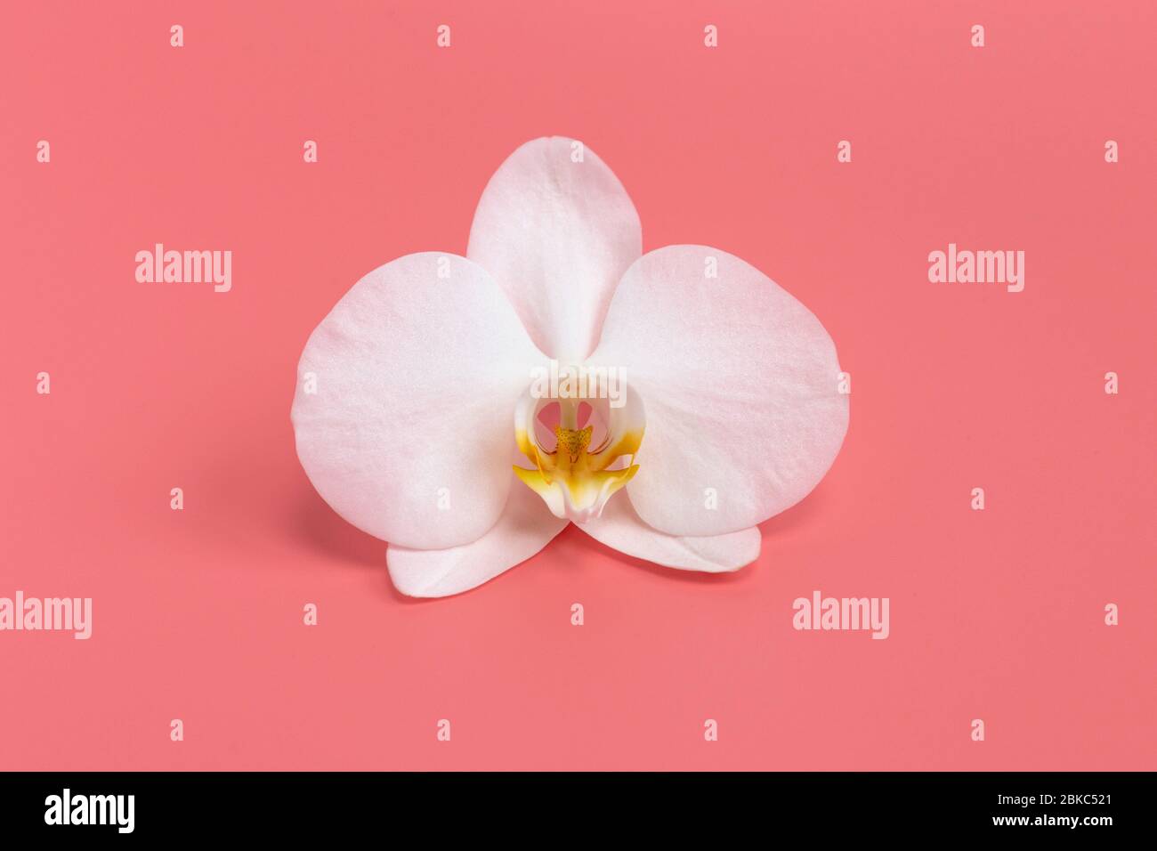 big flower of white orchid blossoms bud on pink background Stock Photo