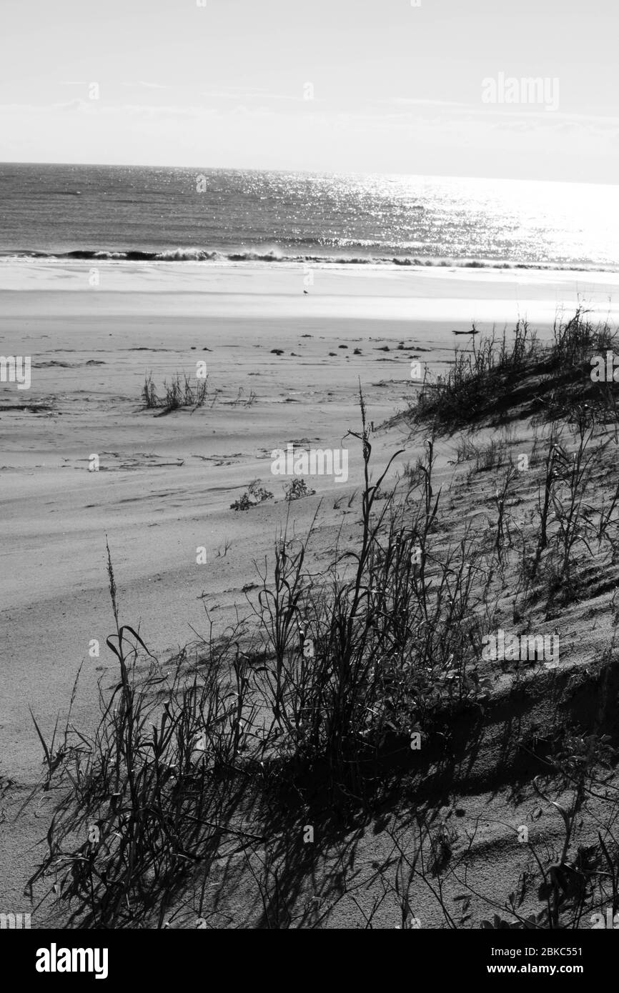 Sea Oats on the Ocean dunes Stock Photo
