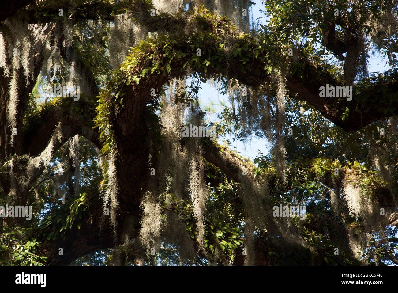 Live Oak Tree with Spanish Moss in the sunshine Stock Photo Alamy