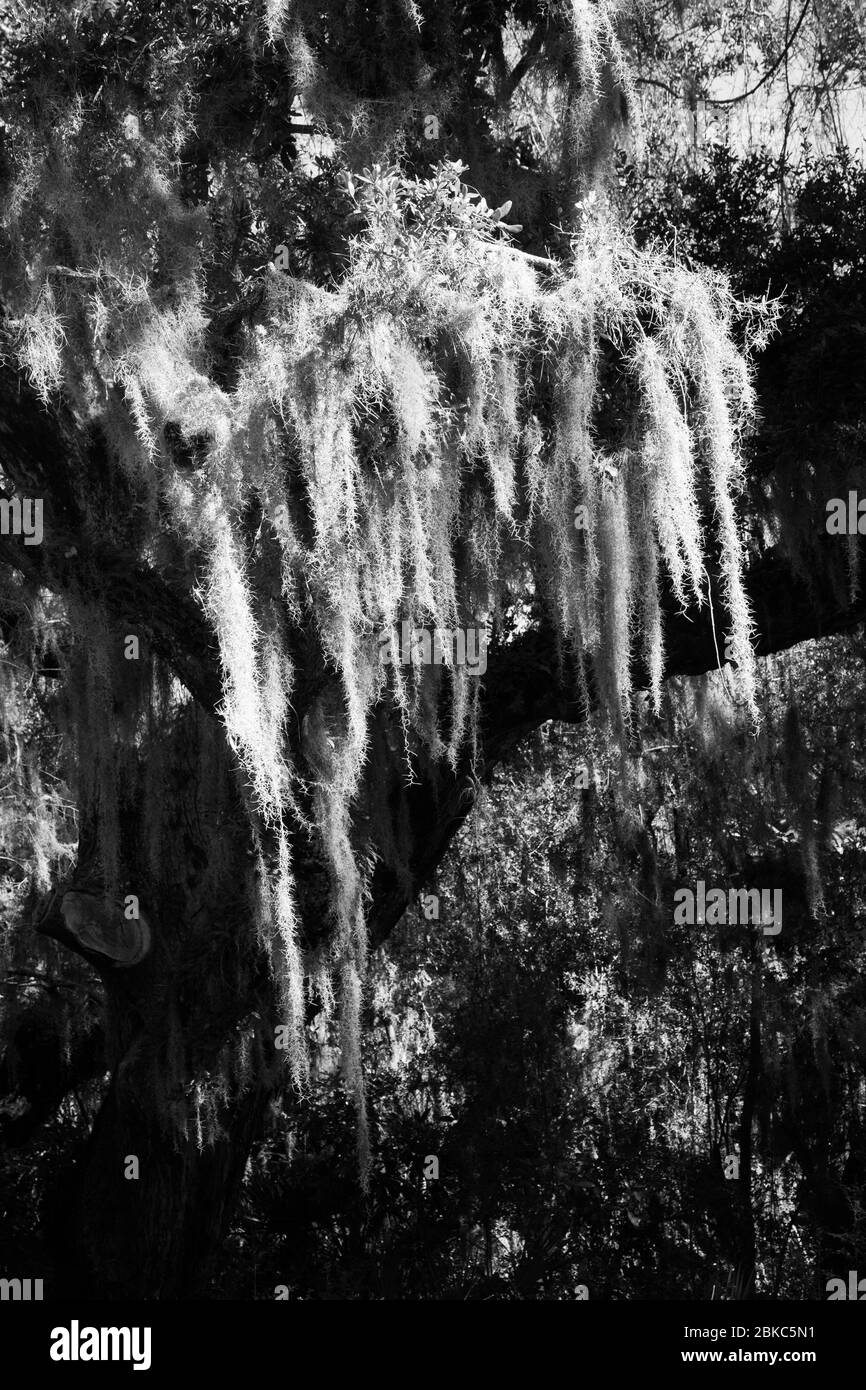 Live Oak with Spanish Moss Stock Photo Alamy