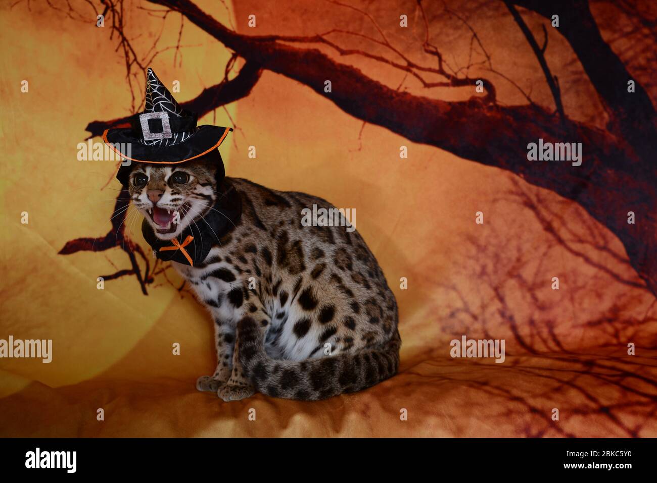 Asian spotted leopard hi-res stock photography and images - Alamy