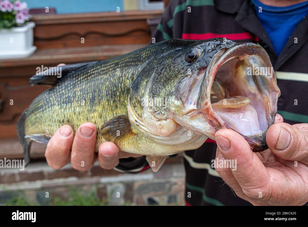 Black bass with open mouth in the hands of the fisherman Stock Photo - Alamy