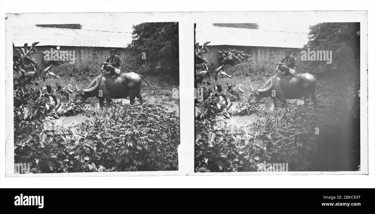 Man crouching on a water buffalo pasturing in a water field in Cambodia. Stereoscopic photograph from around 1910. Picture on dry glass plate from the Herry W. Schaefer collection. Stock Photo