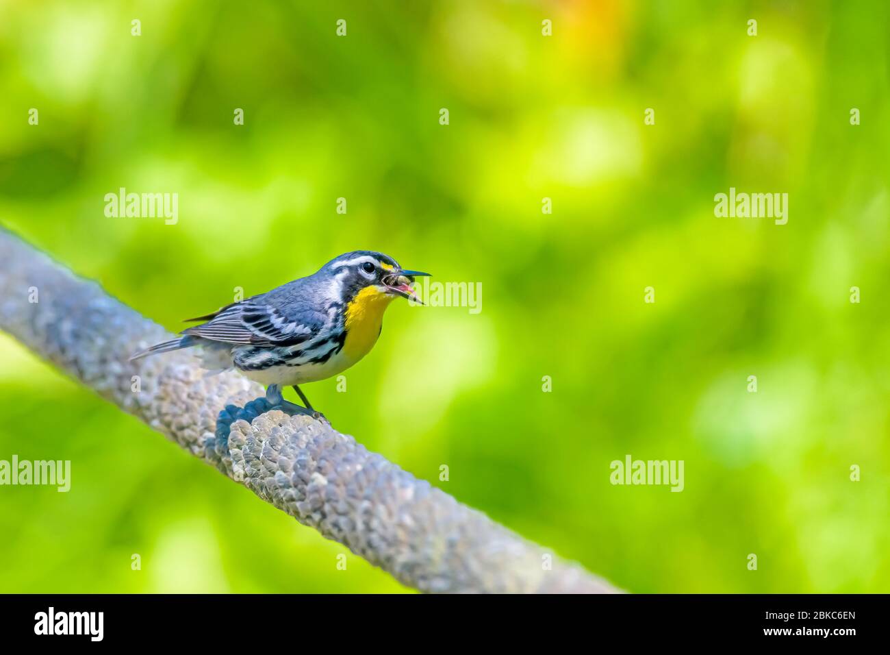 Northern parula eating a big spider, one of their favorite meals! Stock Photo