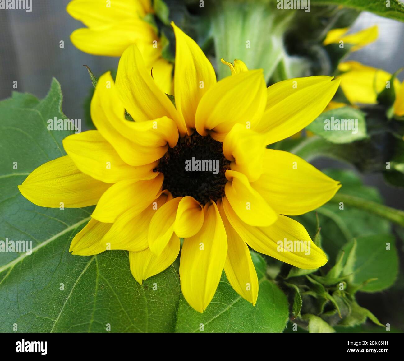 Yellow sunflower (Helianthus) blooming. Stock Photo