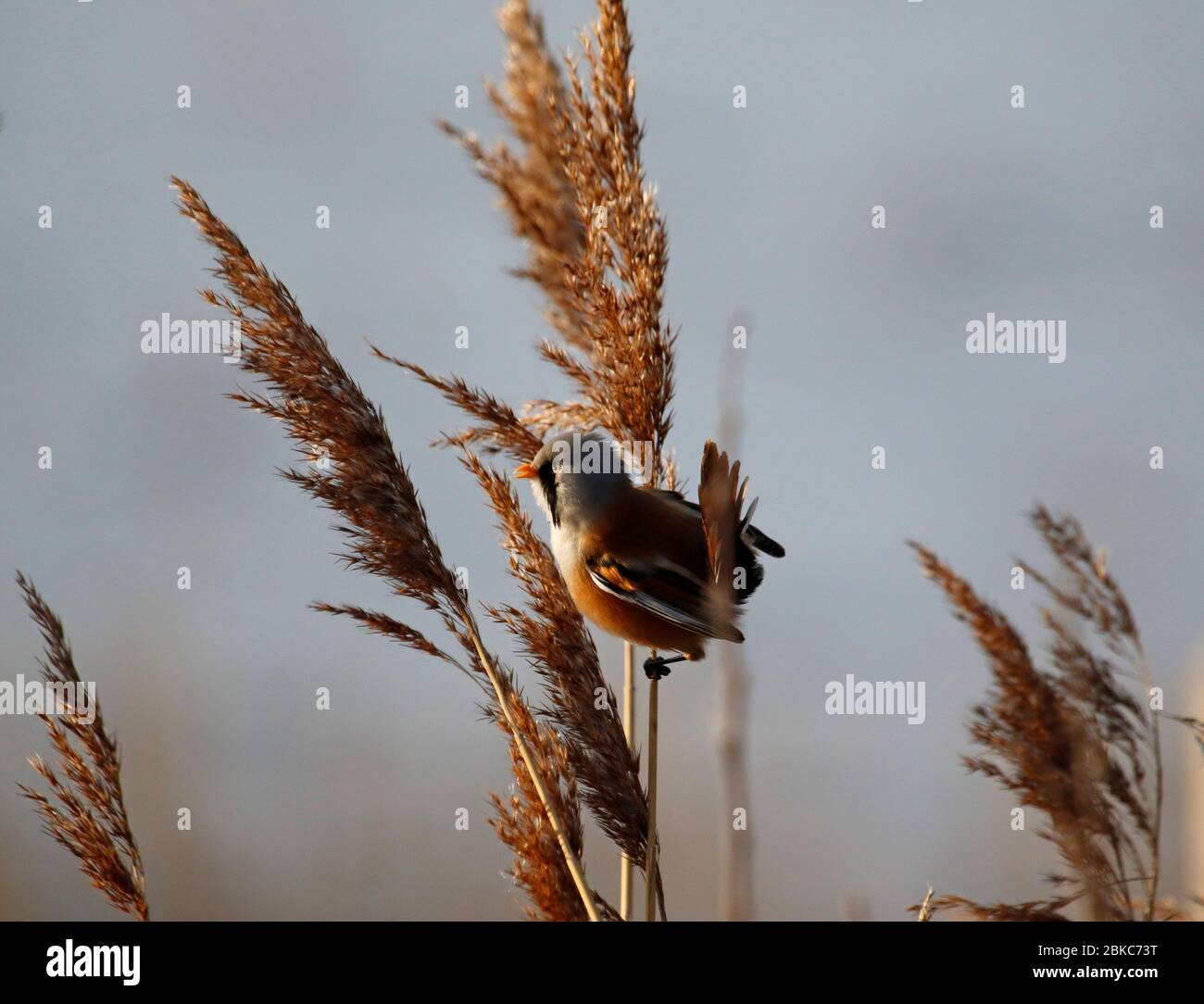 Bearded reedling tit in the reeds Stock Photo - Alamy