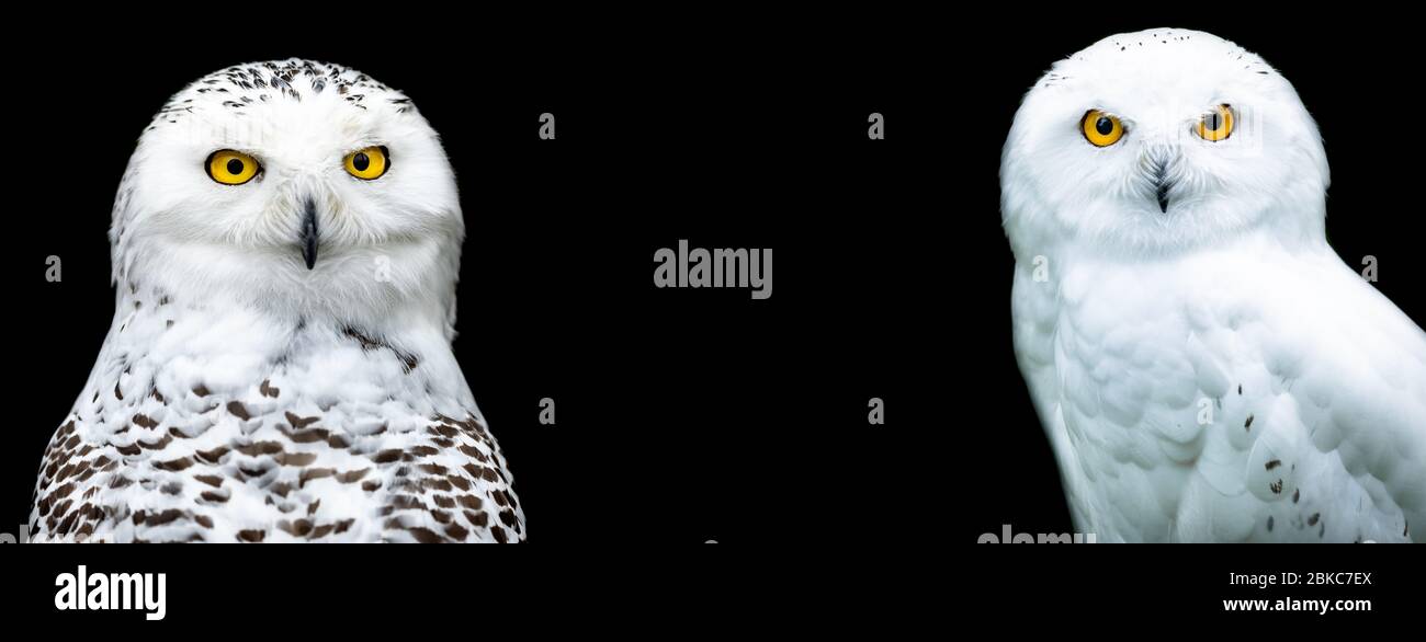 Snowy owl with a black background Stock Photo - Alamy