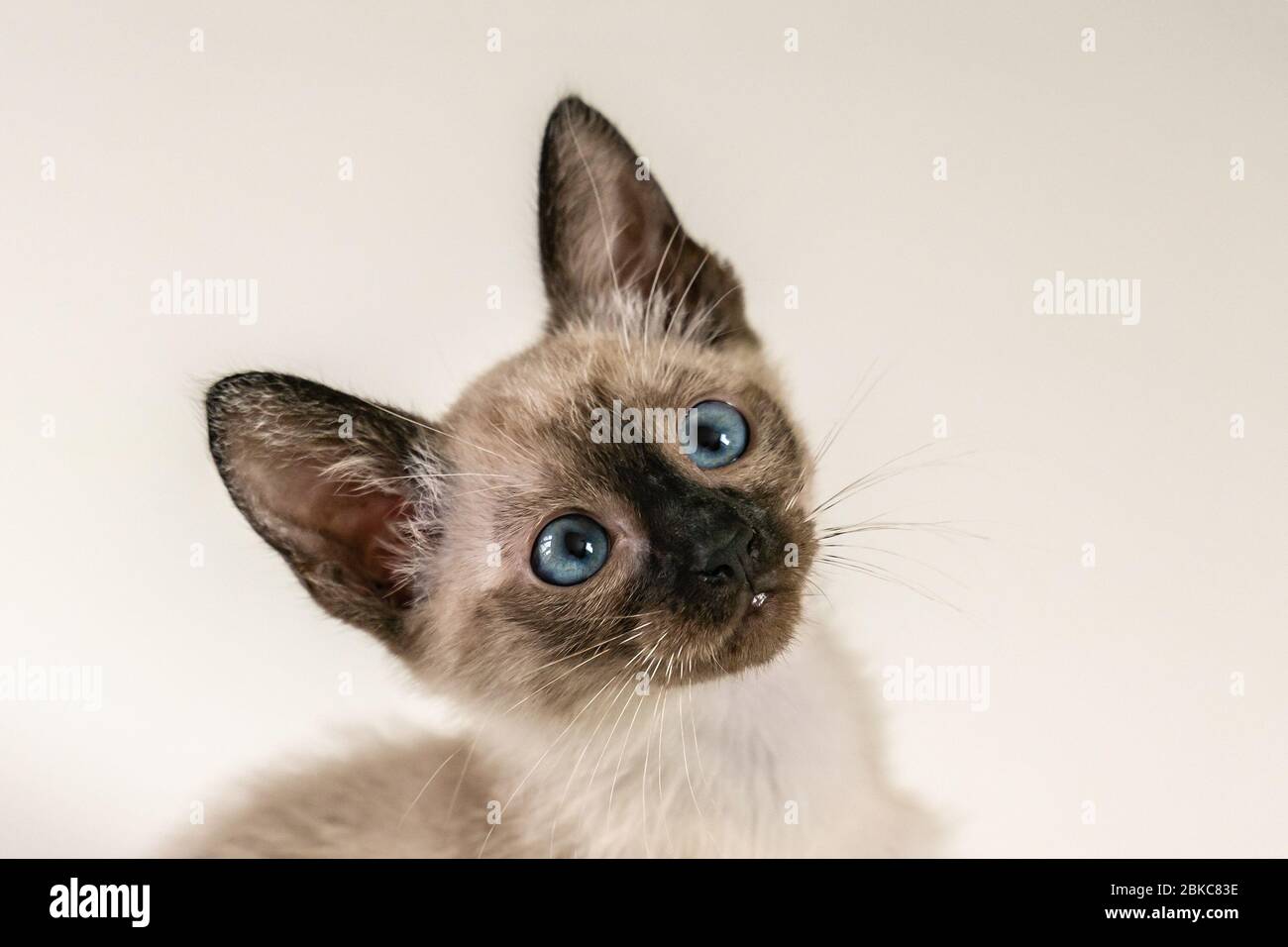 Close up face of purebred Thai Siamese cat with blue eyes sitting on white background. Cute eight weeks young Siamese kitten. Concepts of pets play hi Stock Photo